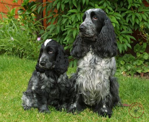 Cocker Spaniel 9W017D-068.JPG
